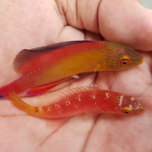 Blue Margin Fairy Wrasse (Cirrhilabrus pylei)