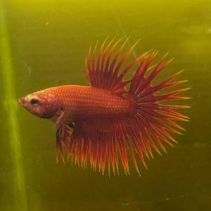 Red Crowntail Betta