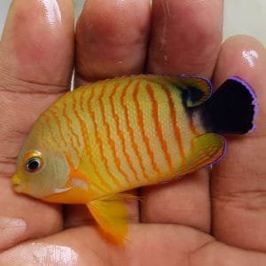 Tigerpyge Angelfish