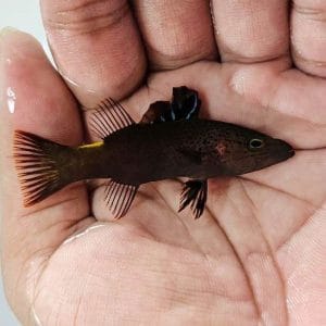 Blackish Soapfish (Belonoperca chabanaudi)