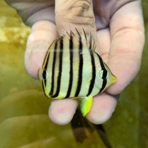 Eight Banded Butterflyfish (Chaetodon octofasciatus)