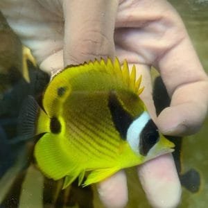 Raccoon Butterflyfish (Chaetodon lunula)