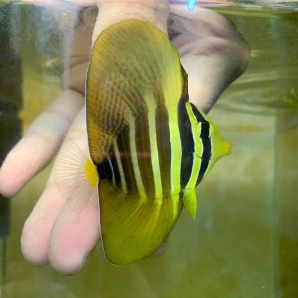 Sailfin Tang (Zebrasoma veliferum)