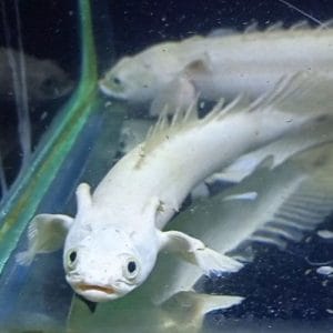 Platinum Polypterus Endlicheri