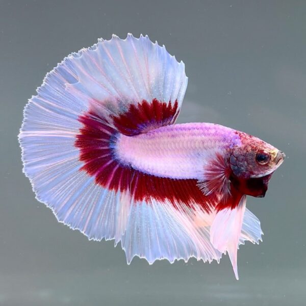 Lavender Halfmoon Betta