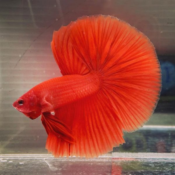 Red Halfmoon Betta