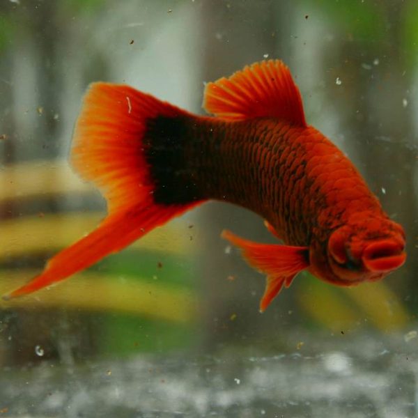 Red Alpha Swordtail