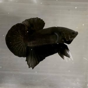 Black Giant Plakat Betta