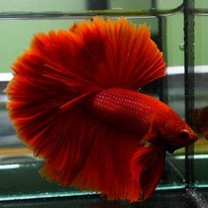 Red Halfmoon Rosetail Betta