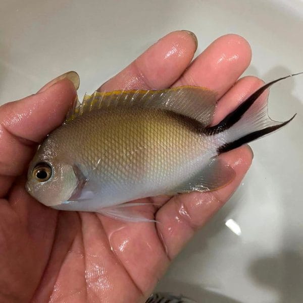 Spotbreast Angelfish (Genicanthus melanospilos)