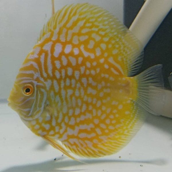 Yellow Pigeon Discus