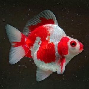 Red White Ryukin Goldfish