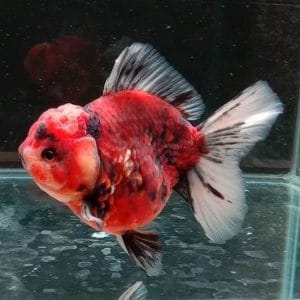 Oranda Tiger Rosetail Goldfish