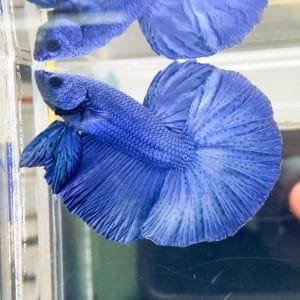 Royal Blue Halfmoon Betta