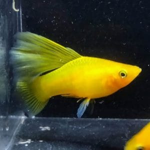 Yellow Variatus Hifin Platy