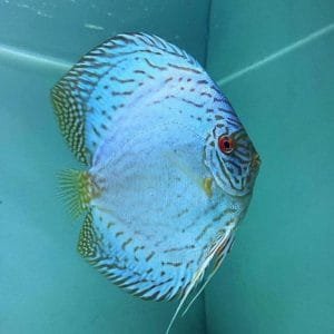 Blue Cobalt Discus