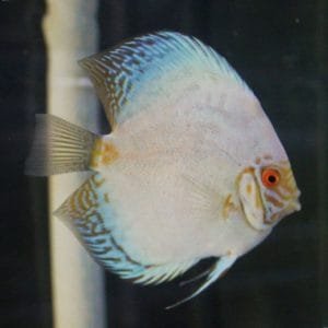 White Butterfly Discus