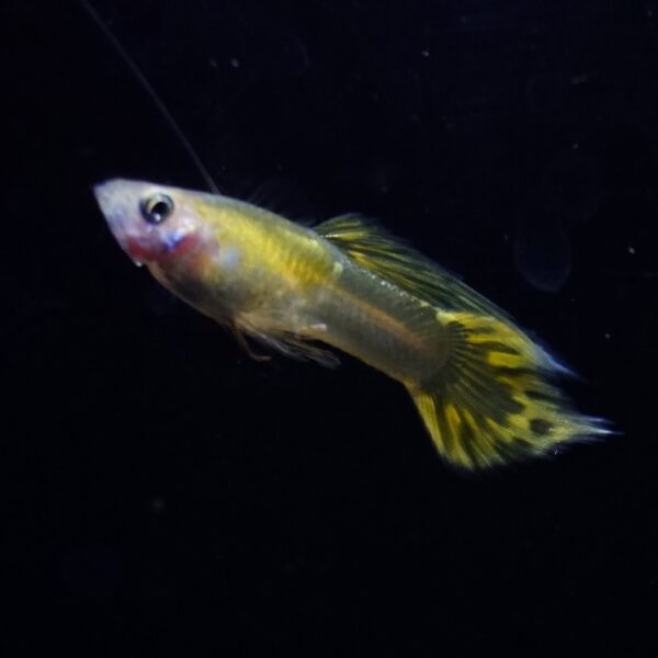 Blonde Yellow Galaxy Spear Tail Guppy