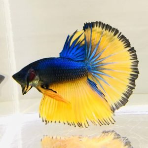 Mustard Halfmoon Betta