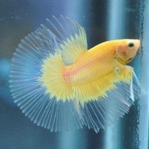 Yellow Butterfly Halfmoon Betta