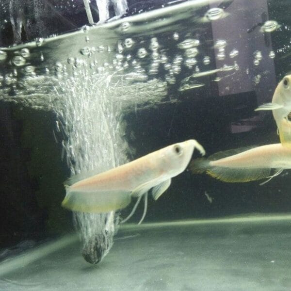 Albino Silver Arowana