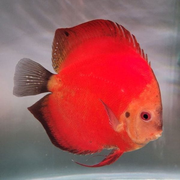 Red Melon Discus