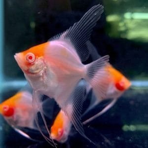 Albino Red Cap Angelfish