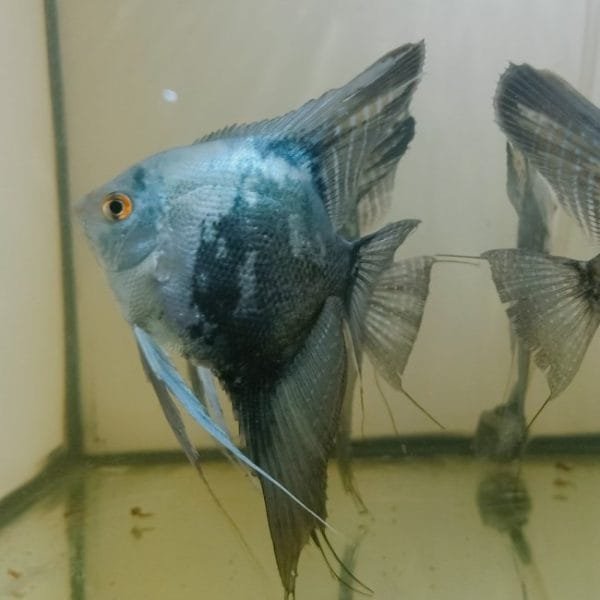 Smokey Angelfish