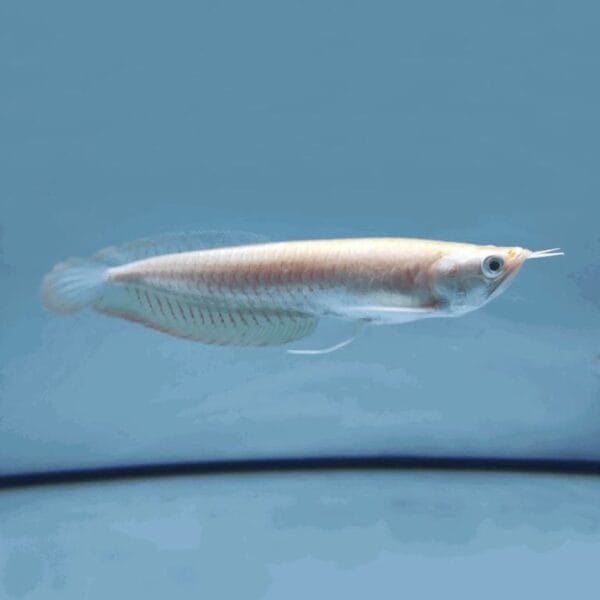 Silver Albino Arowana