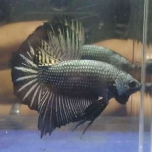 Black Copper Giant Plakat Betta