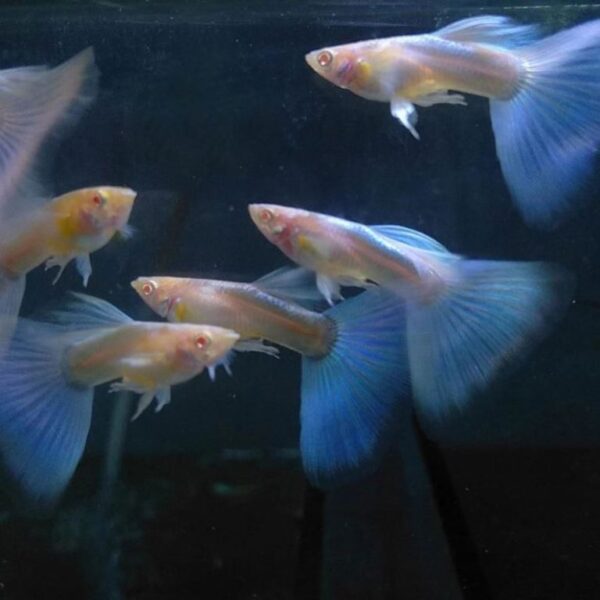 Albino Blue Sky Guppy