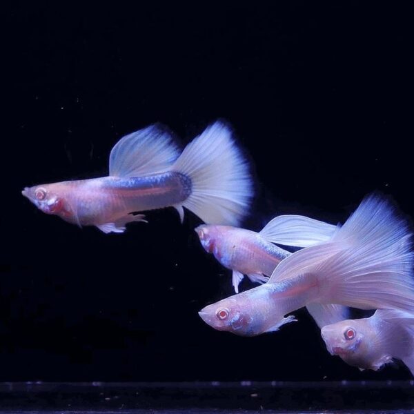 Albino White Tuxedo Guppy