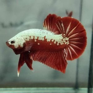 Red Samurai Halfmoon Plakat Betta