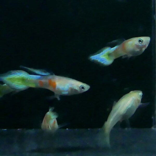 Blonde Yellow Spear Tail Guppy