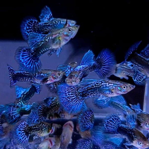 Blue Dragon Guppy