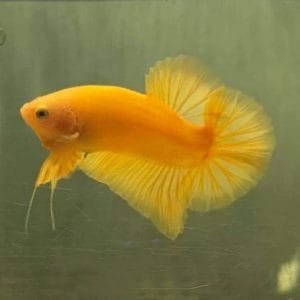 Yellow Halfmoon Plakat Betta