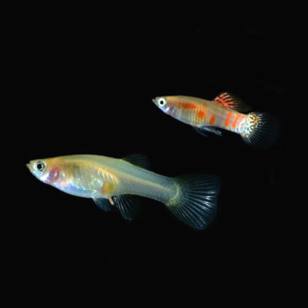 Ginga Rubra Endler Guppy