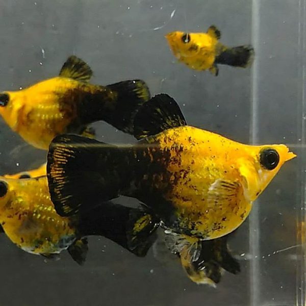 Golden Black Balloon Molly