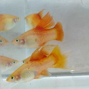 Pineapple Maculatus Hifin Platy