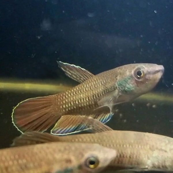 Wild Betta Falx