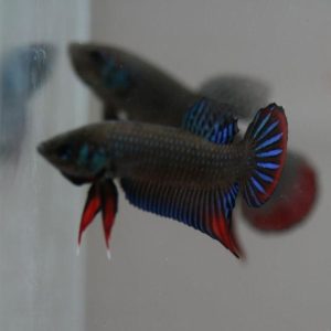 Wild Betta Imbellis