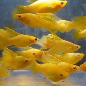 Yellow Variatus Plumetail Hifin Platy