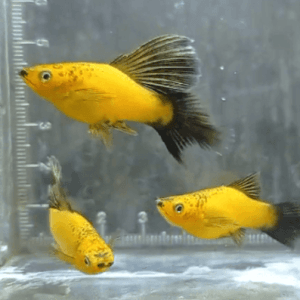 Yellow Wag Plumetail Hifin Platy