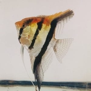 Manacapuru Angelfish