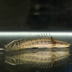 Polypterus Congicus