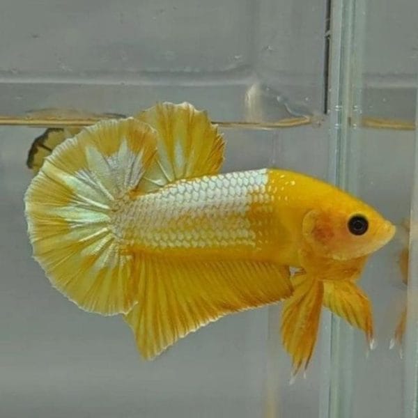 Yellow Head Fancy Halfmoon Plakat Betta