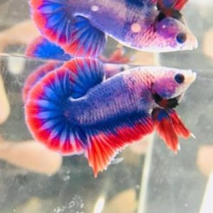 Mascot Halfmoon Plakat Betta