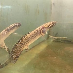 Polypterus Ornatipinnis