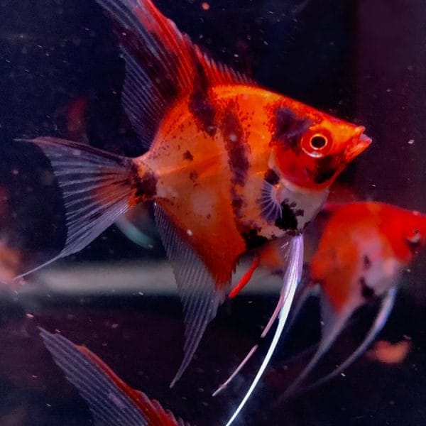 Red Devil Angelfish