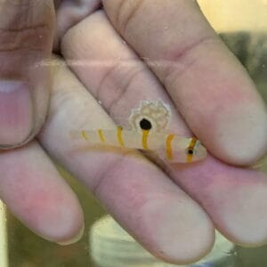 Orange stripe prawn goby (Amblyeleotris randalli)